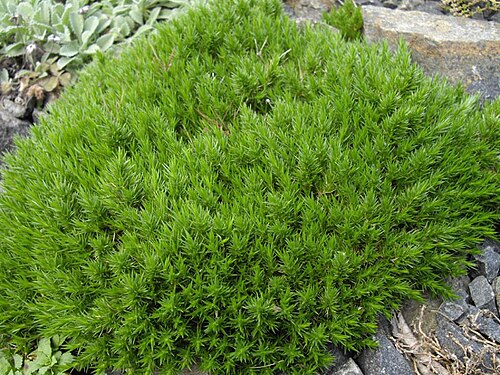 Arenaria grandiflora: Arenaria grandiflora