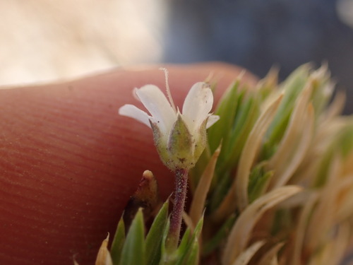 Arenaria grandiflora (Arenaria grandiflora)