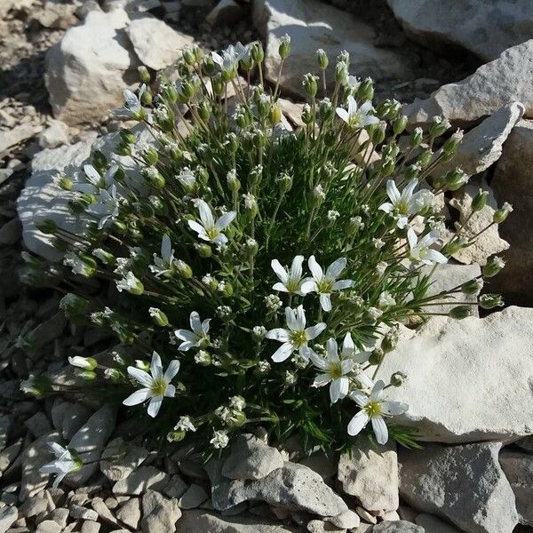 Arenaria grandiflora (Arenaria grandiflora)