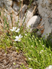 Arenaria grandiflora (Arenaria grandiflora)