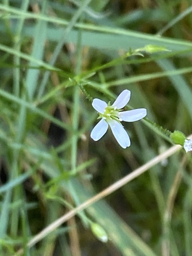 Arenaria grandiflora (Arenaria grandiflora)