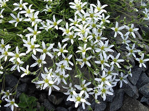 Arenaria grandiflora: Arenaria grandiflora