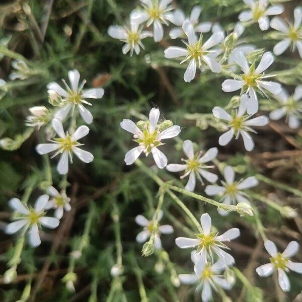 Arenaria grandiflora (Arenaria grandiflora)