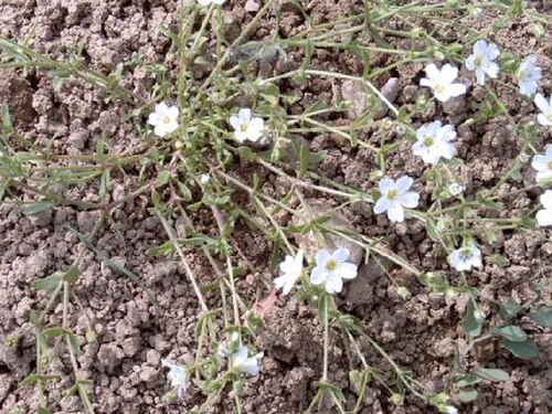 Arenaria hispanica: Sabline d'espagne, photo P40p ,