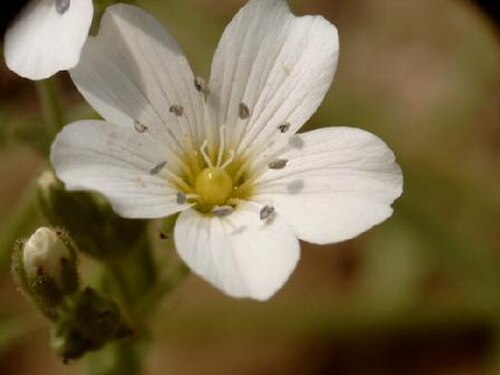 Arenaria hispanica: Arenaria hispanica, photo P40p sur enceclopedia lbre,