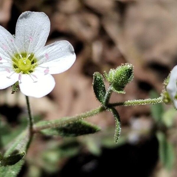 Arenaria hispanica (Arenaria hispanica)