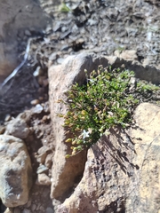Low sandwort (Arenaria humifusa)