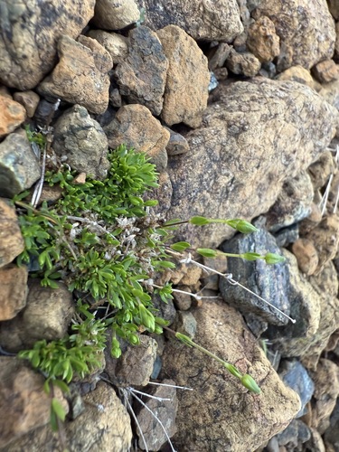 Low sandwort (Arenaria humifusa)