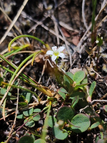 Low sandwort (Arenaria humifusa)