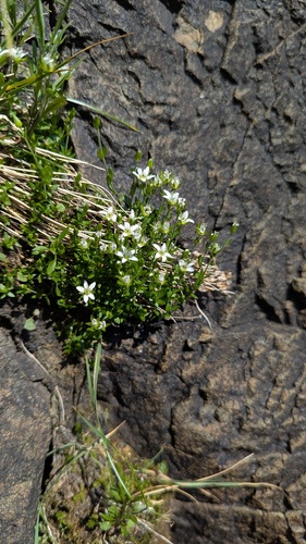 Low sandwort (Arenaria humifusa)