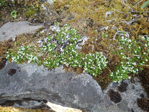 Low sandwort (Arenaria humifusa)