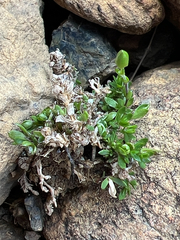 Low sandwort (Arenaria humifusa)