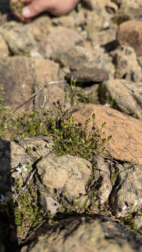 Low sandwort (Arenaria humifusa)
