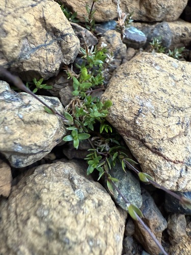 Low sandwort (Arenaria humifusa)