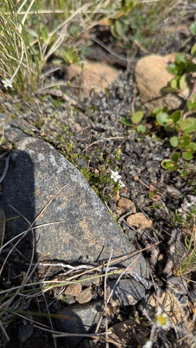 Low sandwort (Arenaria humifusa)