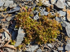 Low sandwort (Arenaria humifusa)