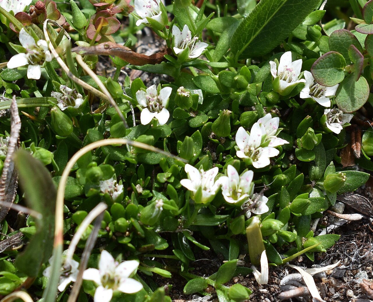 Low sandwort: Photo of Creeping Sandwort uploaded from iNaturalist .