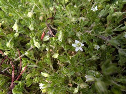 Arenaria jamesoniana (Arenaria jamesoniana)