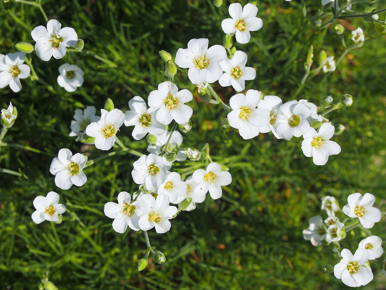 Arenaria kotschyana: Arenaria kotschyana white flowers, plant cultivated in Wrocław University Botanical Garden, Wrocław, Poland.