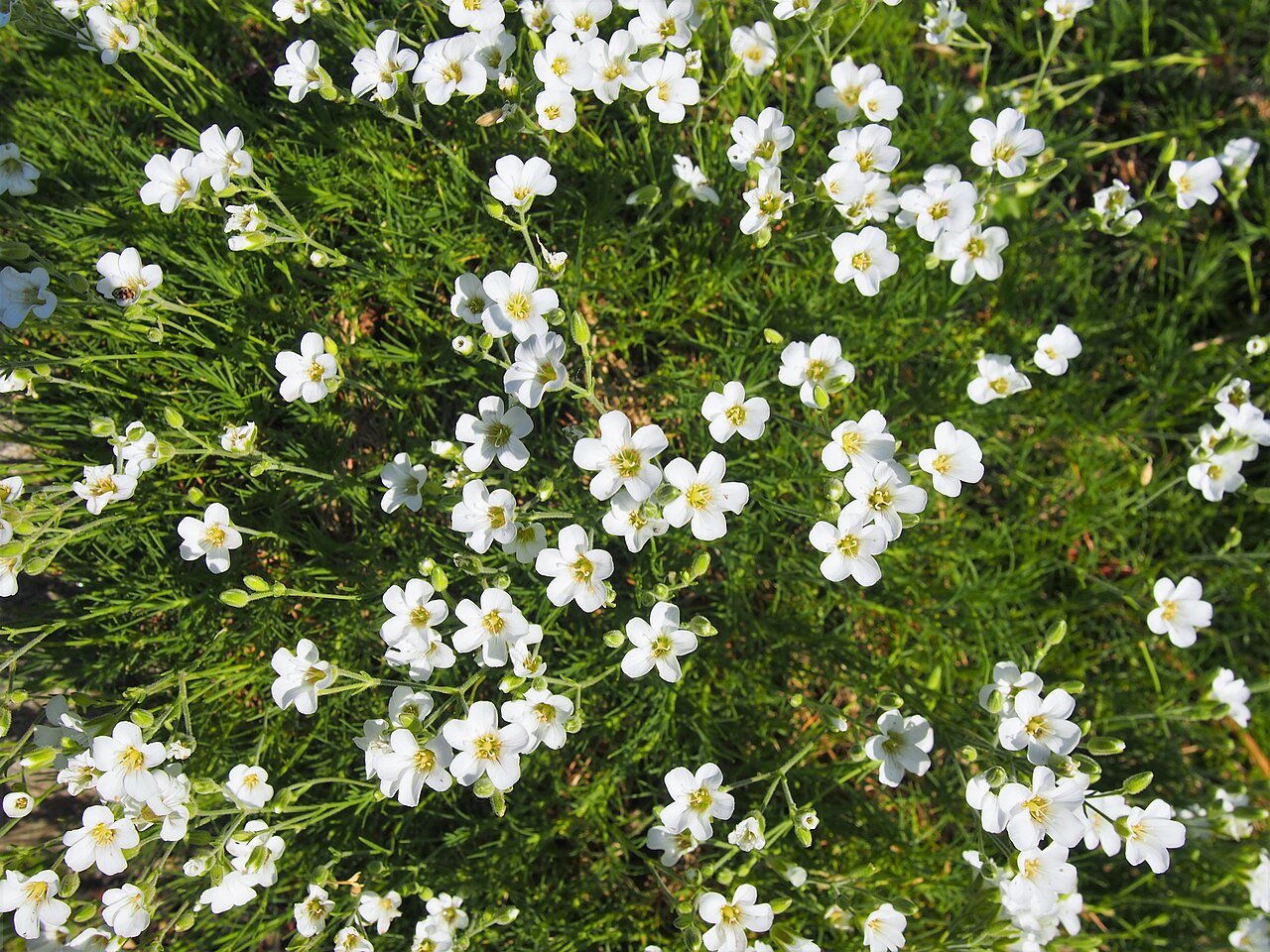 Arenaria kotschyana: Arenaria kotschyana flowering, cultivated in Wrocław University Botanical Garden, Wrocław, Poland.