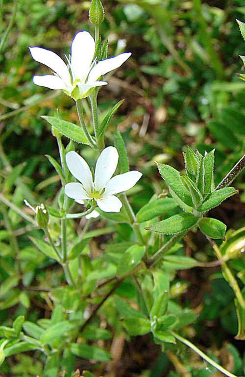 Spreading sandwort: A mountain species found from the southern U.S. to Peru. Photo from near summit of Volcan Baru, Panama. In context at www.dixpix.ca/meso_america/Flora/caryophyl