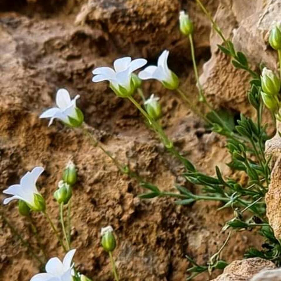 Arenaria libanotica: Arenaria libanotica