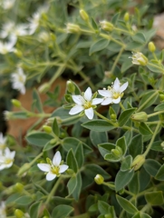 Arenaria merckioides (Arenaria merckioides)