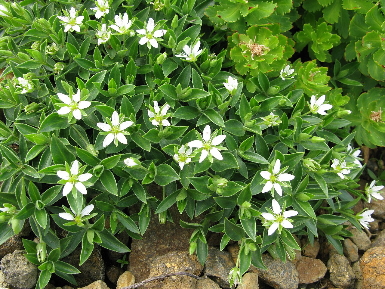 Arenaria merckioides: Arenaria merckioides var. chokaiensis , Mount Chōkai, Yamagata pref., Japan