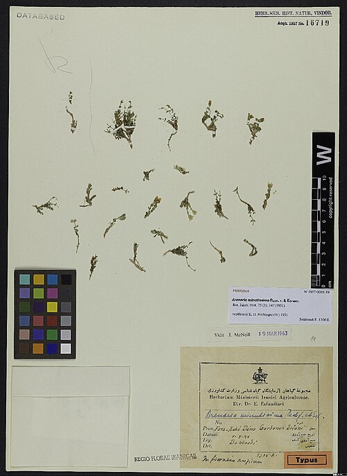 Arenaria minutissima: Arenaria minutissima — Herbarium specimen from Prov. Fars, Kuh Dena, Gardaneh Sičani [Sičani-Pass], in fissuris rupium., Iran. Collected by Behboudi,E. 1306 E (