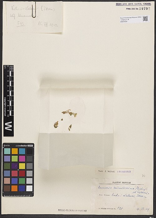 Arenaria minutissima: Arenaria minutissima — Herbarium specimen from . Prov. Kerman, Kuh-i Lalezar, 3800 m., Iran. Collected by Starmuehlner,F. Plantae Iranicae 138 (1949-08-19). Rec