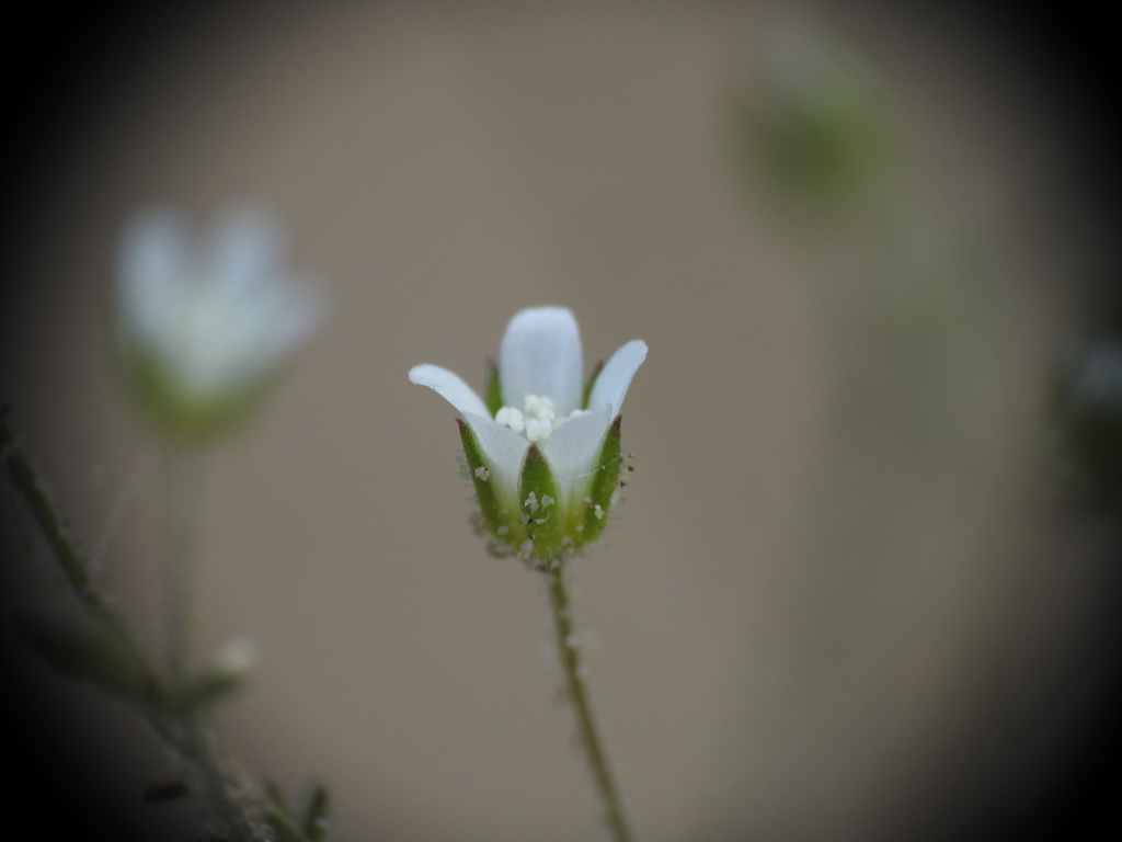 Arenaria modesta (Arenaria modesta)
