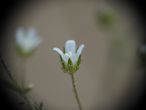 Arenaria modesta (Arenaria modesta)