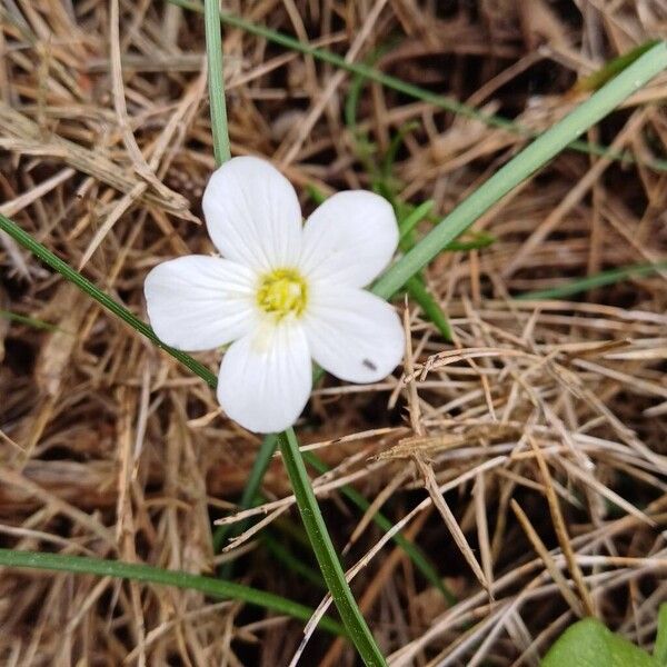 Mountain sandwort (Arenaria montana)