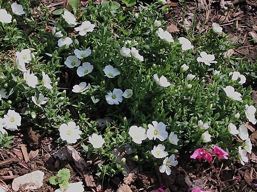 Mountain sandwort: Arenaria montana, also known as Mountain Sandwort, in bloom.