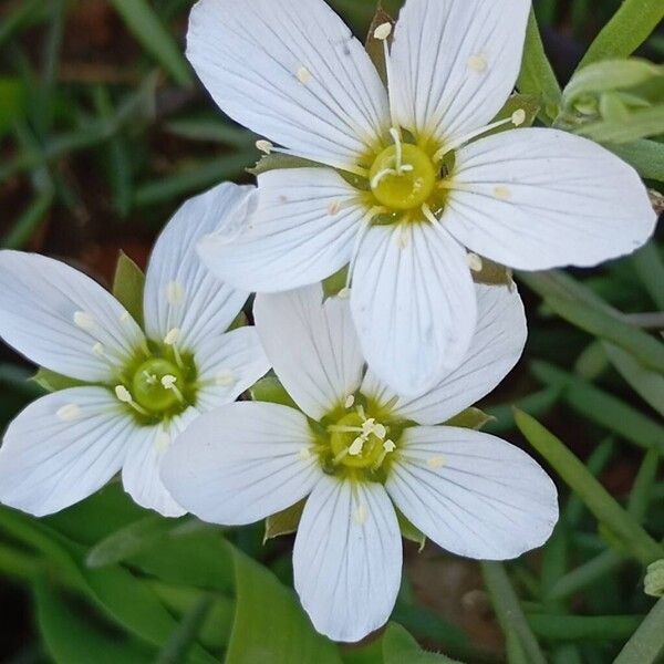 Mountain sandwort (Arenaria montana)