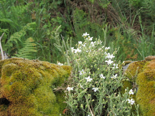 Mountain sandwort (Arenaria montana)