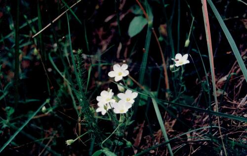 Mountain sandwort (Arenaria montana)