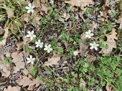 Mountain sandwort (Arenaria montana)