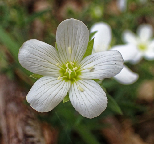 Mountain sandwort (Arenaria montana)