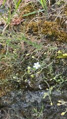 Mountain sandwort (Arenaria montana)