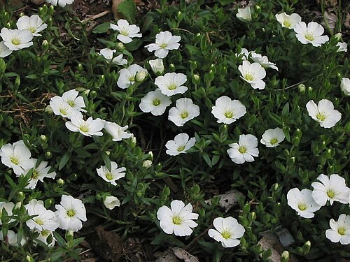 Mountain sandwort: Arenaria montana (Mountain sandwort), in bloom