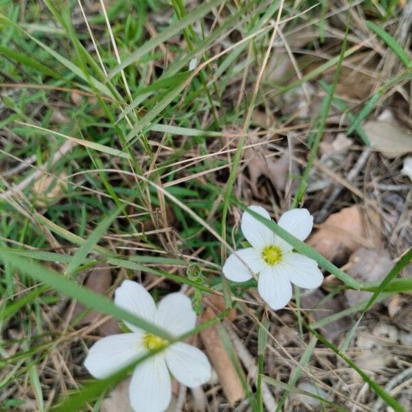 Mountain sandwort (Arenaria montana)