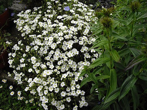 Mountain sandwort: Arenaria montana 'Avalanche'