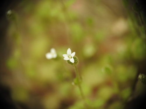 Arenaria muralis (Arenaria muralis)
