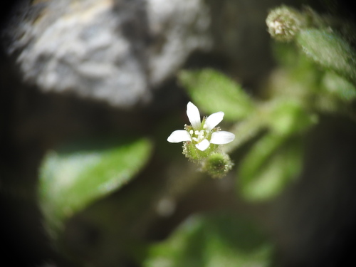 Arenaria muralis (Arenaria muralis)