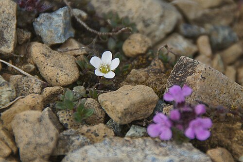 Arenaria norvegica: Norwegian Sandwort (Arenaria norvegica), Keen of Hamar