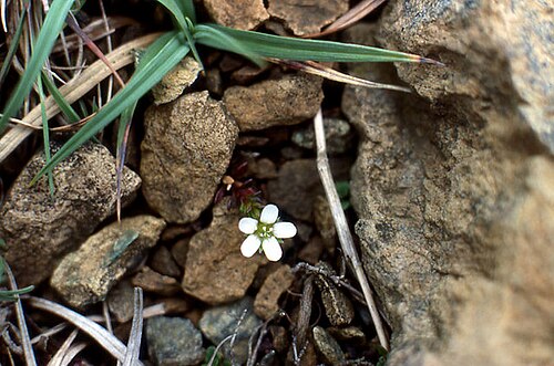Arenaria norvegica: Arctic Sandwort (Arenaria norvegica) One of a handful of plant species protected by special penalties under the Wildlife & Countryside Act (1981) and one of the