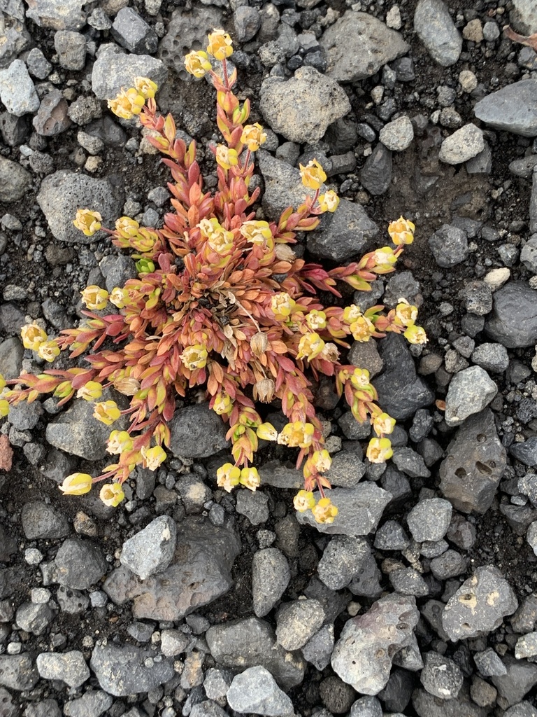 Arenaria norvegica (Arenaria norvegica)