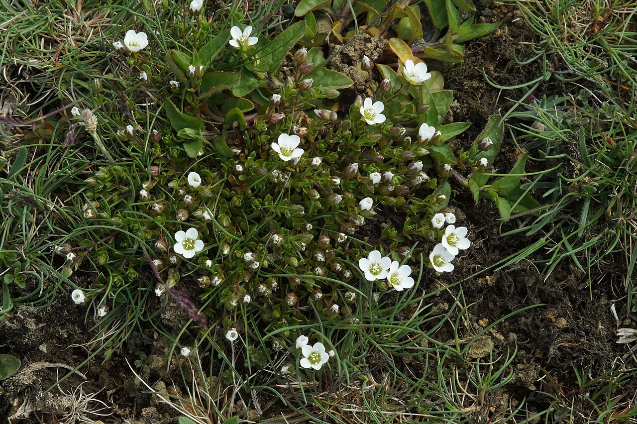 Arenaria norvegica: Norwegian Sandwort (Arenaria norvegica), Keen of Hamar