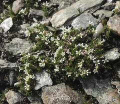 Arenaria norvegica (Arenaria norvegica)